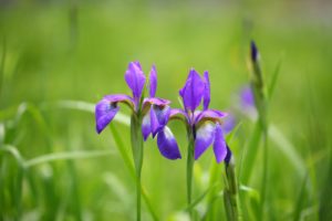 Les Iris : botanique et génétique Les Iris : botanique et génétique