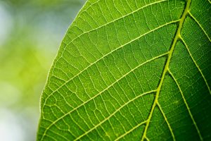 La biodiversité : un enjeu pour le futur La biodiversité : un enjeu pour le futur