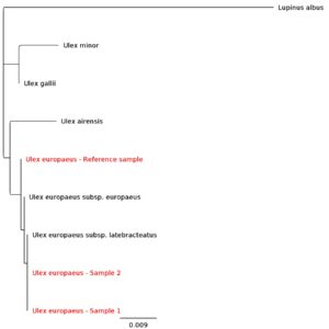 Phylogenic tree