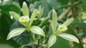 Les analyses génétiques pour identifier les espèces de Vanille Les analyses génétiques pour identifier les espèces de Vanille