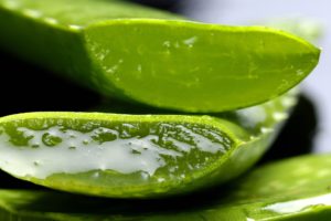 L’Aloe vera : plante de la cosmétique au cœur des analyses génétiques L’Aloe vera : plante de la cosmétique au cœur des analyses génétiques