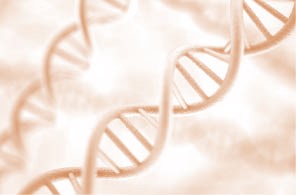 L'ADN végétal possède une structure en double hélice