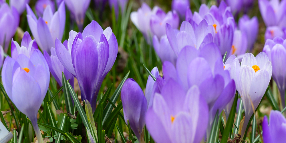 pexels-photo-270259petit