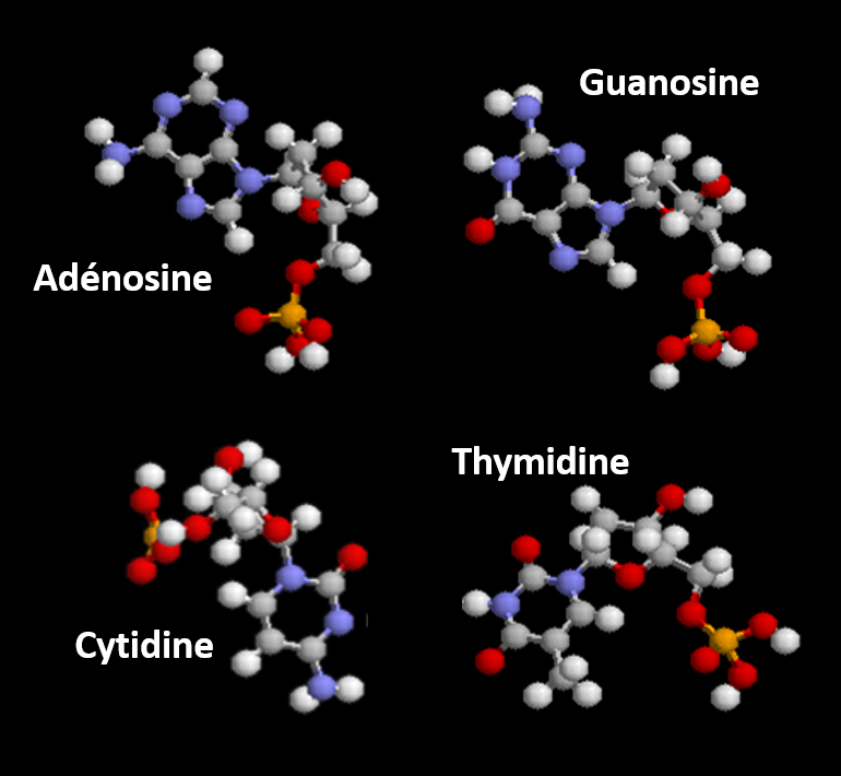 Les quatre nucléotides à la base de la signature génétique