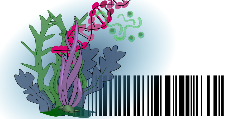 Barcoding algae http://www.codif-tn.com/utilisation-de-lidentification-botanique-par-des-codes-barres-adn-pour-les-applications-cosmetiques/