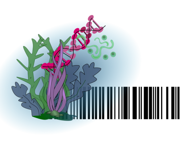codebarre_algues http://www.codif-tn.com/utilisation-de-lidentification-botanique-par-des-codes-barres-adn-pour-les-applications-cosmetiques/