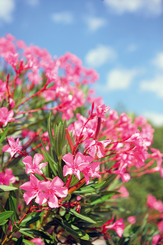 Qualité de DNA Gensee