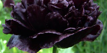 traçabililité de plantes