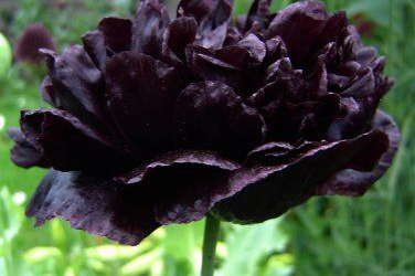 Pavot noir traçabililité de plantes