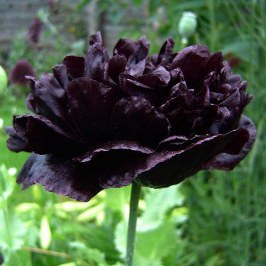 Black poppy plant traceability