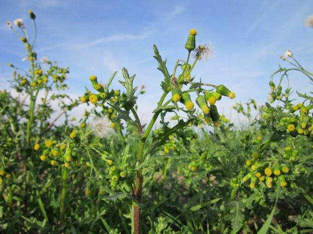senecio-vulgaris-844623_1920
