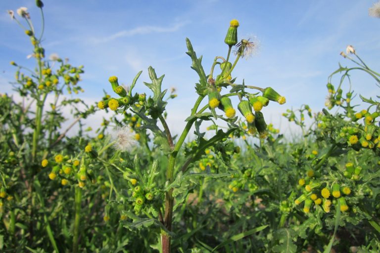senecio-vulgaris-844623_1920