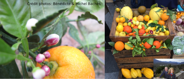 IMG_2301 Citrus DNA