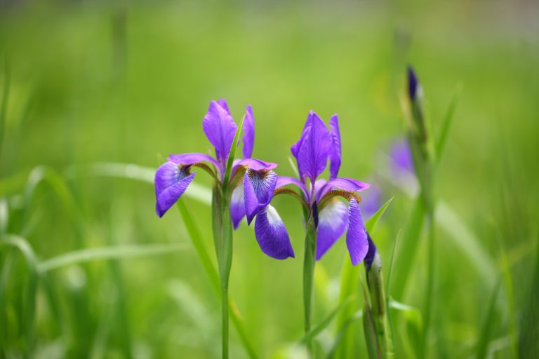 nature-3151480_1920 Iris botanique génétique