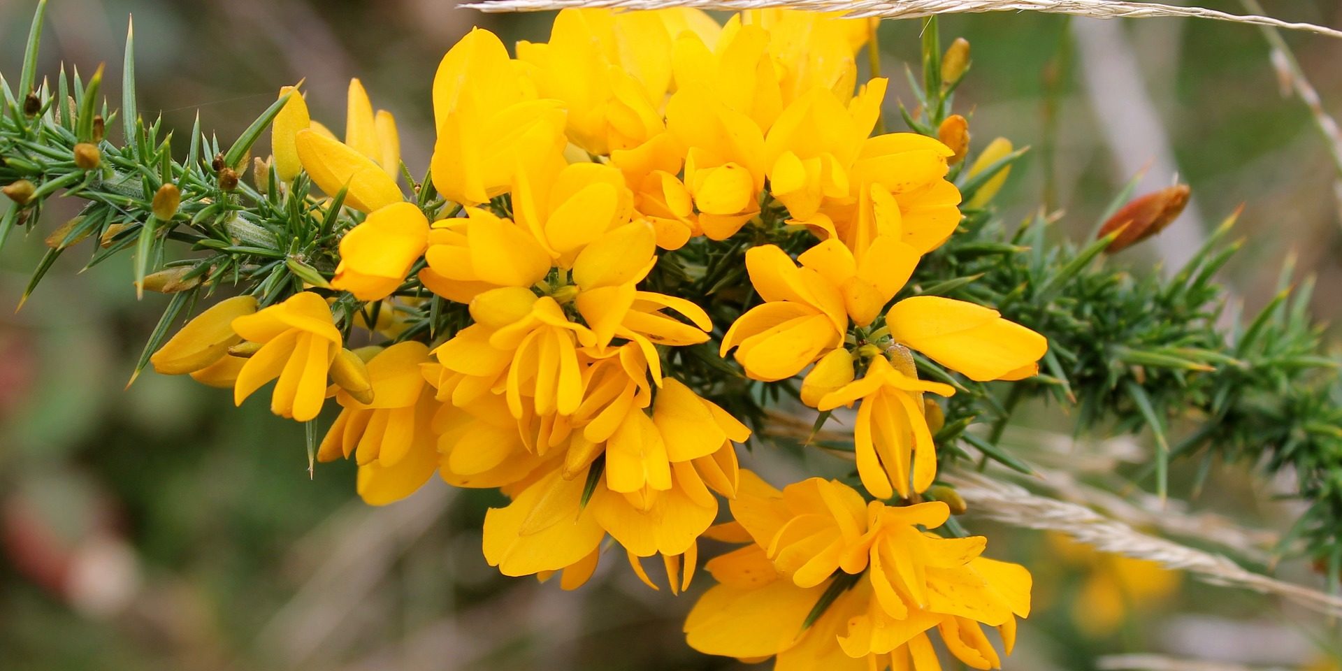 Identification ulex