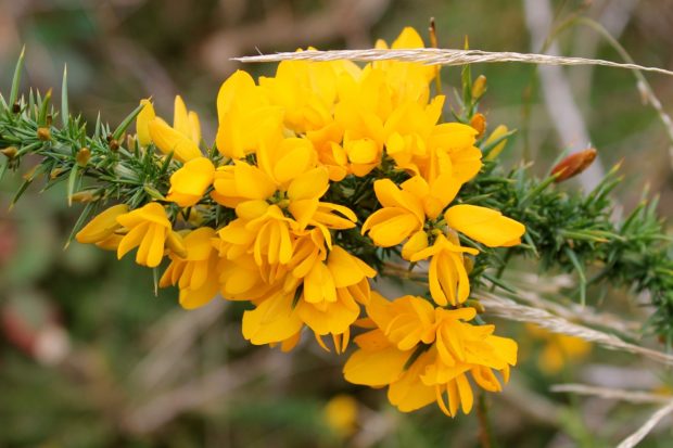 Identification ulex
