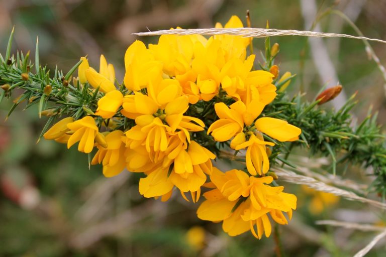 Identification ulex