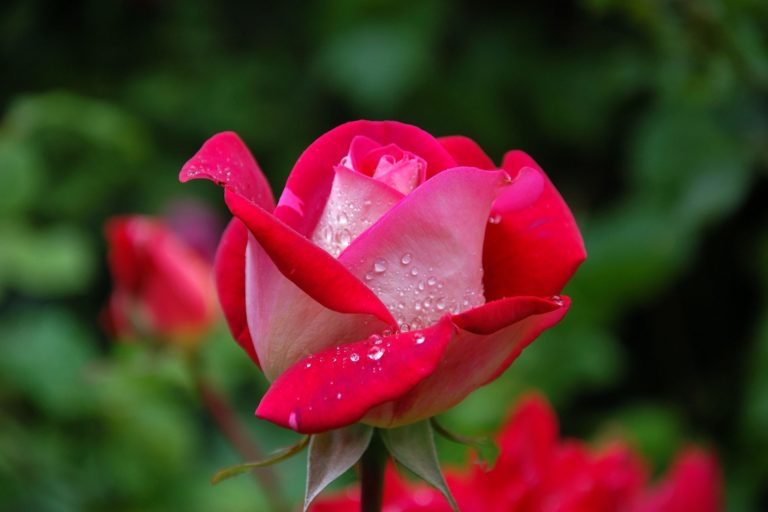 ROSE DNA