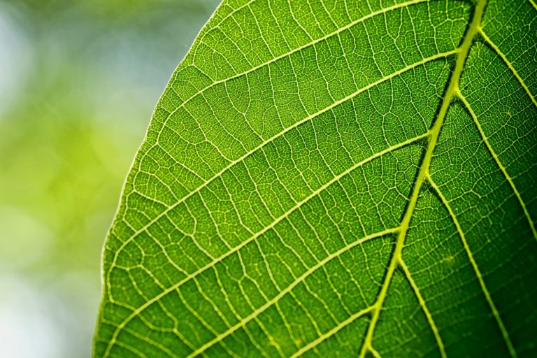 Biodiversité