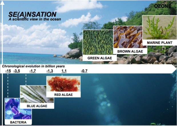 Algae1 Évolution des algues