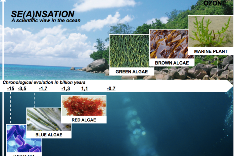 Algae1 Algae evolution