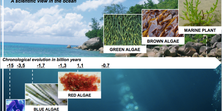 Algae1 Évolution des algues