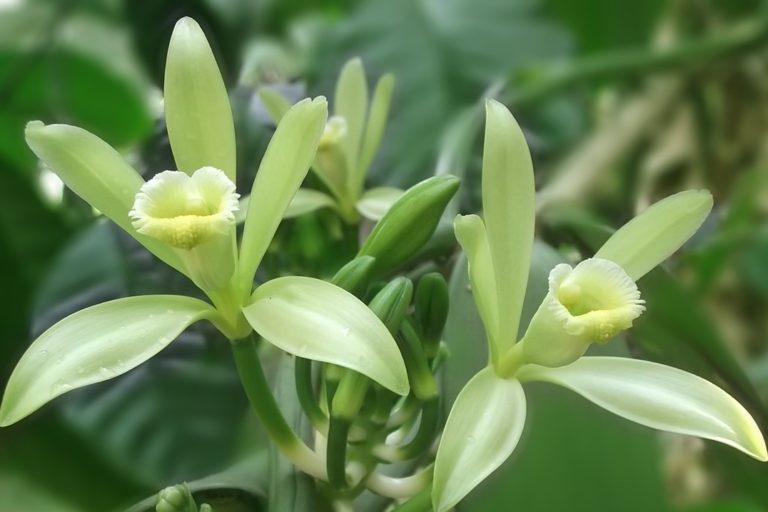 vanilla-flower-542019_1280 DNA Vanilla