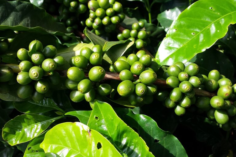 coffee-662737_1280