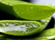 Aloe ver genetic