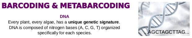 Barcoding and Metabarcoding