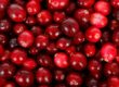 Vaccinium