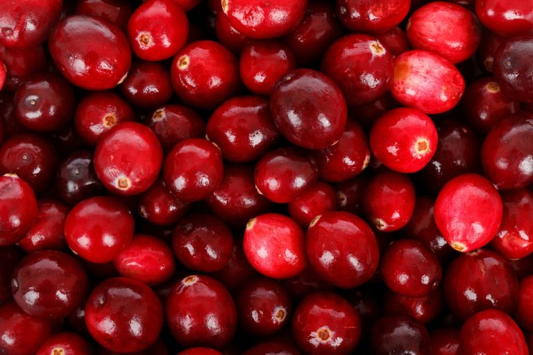 backdrop-22024_1280 Vaccinium