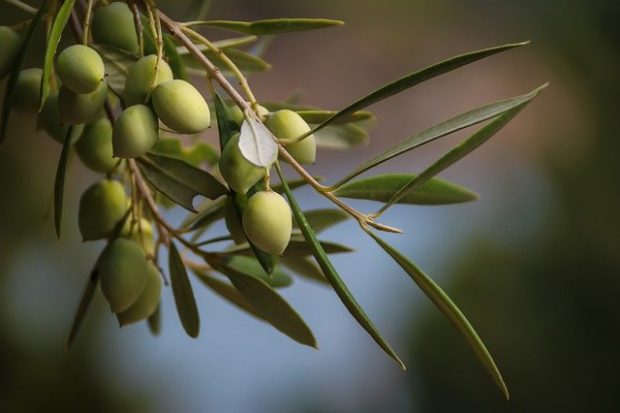 olives-4711171_640