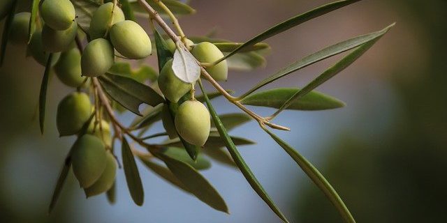 olives-4711171_640