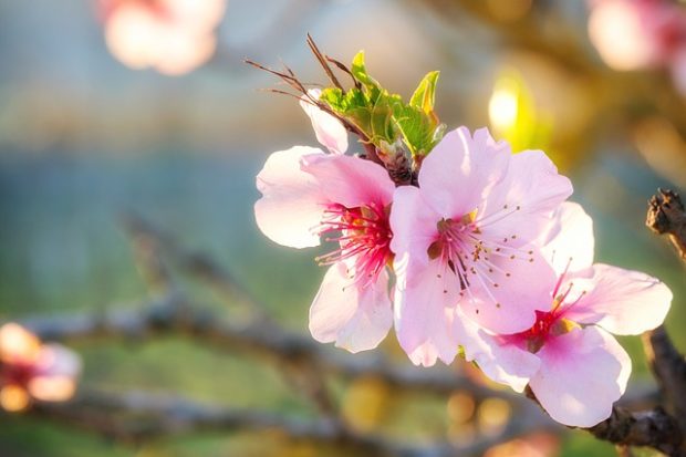 almond-blossom-4318024_640