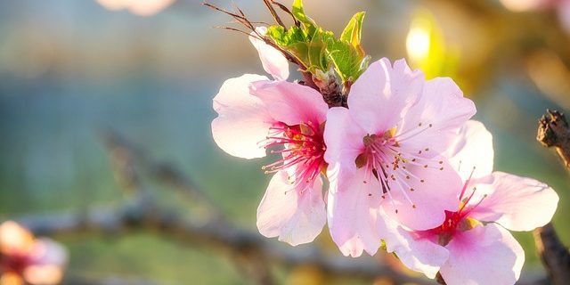 almond-blossom-4318024_640