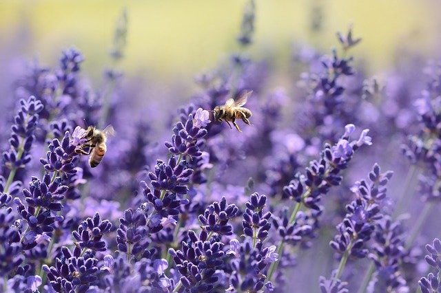 lavenders-1537694_640